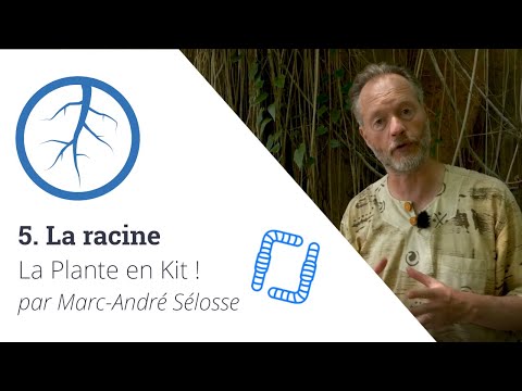 La Plante En Kit Ep5 La Racine Avec Marc André Sélosse