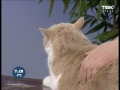 Советы ветеринара: рвота у кошек.  Причины и лечение