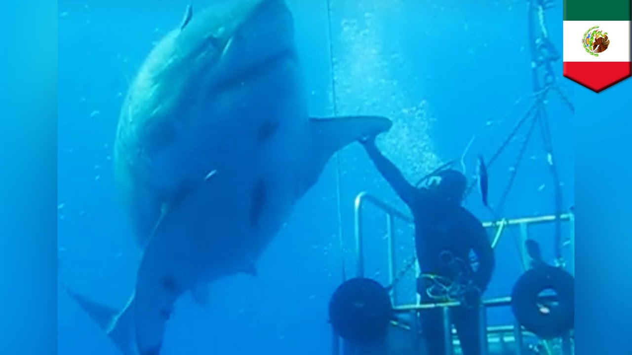 pics Big Blue 37 Foot Great White largest great white sharks ever