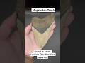 Megalodon Tooth Fossil