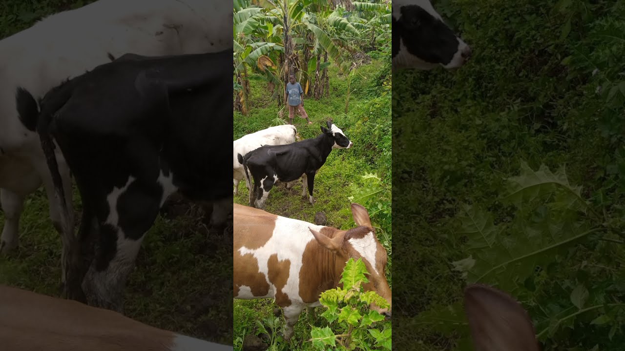 sebigori aradushyengeye turasheja atubwira Inka atizigamye