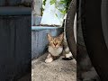 Cat in soi16 sk❤21Sep2022 #shorts #cat #แมว #猫 #बिल्ली #Gato #chat #고양이 #ネコ #Katze #Кошка #kucing