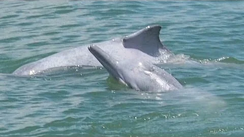 Saving dolphins from danger - DayDayNews