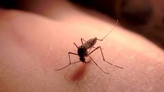 Inbred mosquito by Perran Ross 9,231 views 6 years ago 29 seconds