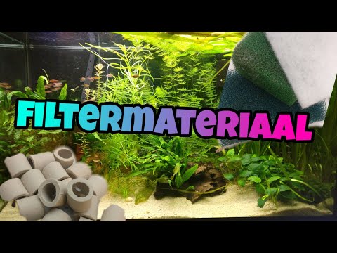 Video: Hoe Ichthyofthyreoïdie In Een Aquarium Te Behandelen?