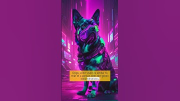 Thumbnail of Ever Wonder Why People Say Dogs Are Color Blind?