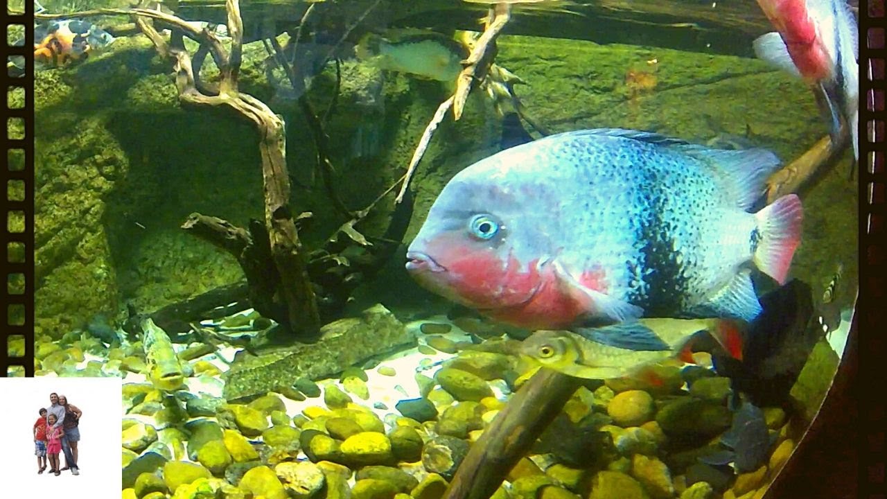 Aquarium at Boise ID YouTube