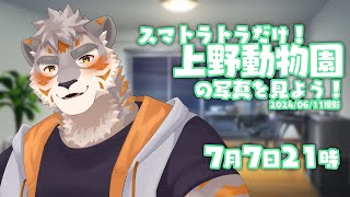 【雑談配信】スマトラトラだけ！上野動物園の写真を見よう！2024/06/11撮影【Vtuber/凍凪コウガ】