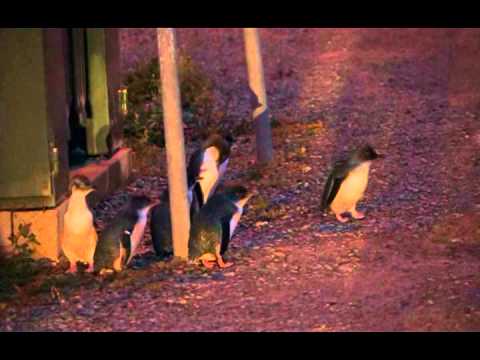 Видео: Изгубеният пингвин на Нова Зеландия отплава за дома