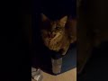 Singing cat 