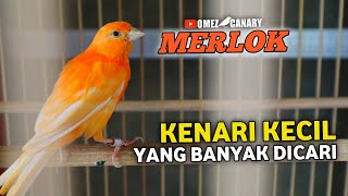 KELEBIHAN DAN KEKURANGAN KENARI MERLOK MERAH LOKAL INDONESIA