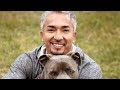 The Untold Truth Of The Dog Whisperer