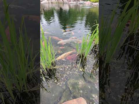 Видео: Как сделать собственный пруд с рыбой: 8 шагов (с иллюстрациями)