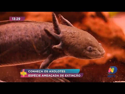 Vídeo: Os axolotes são espécies ameaçadas de extinção?