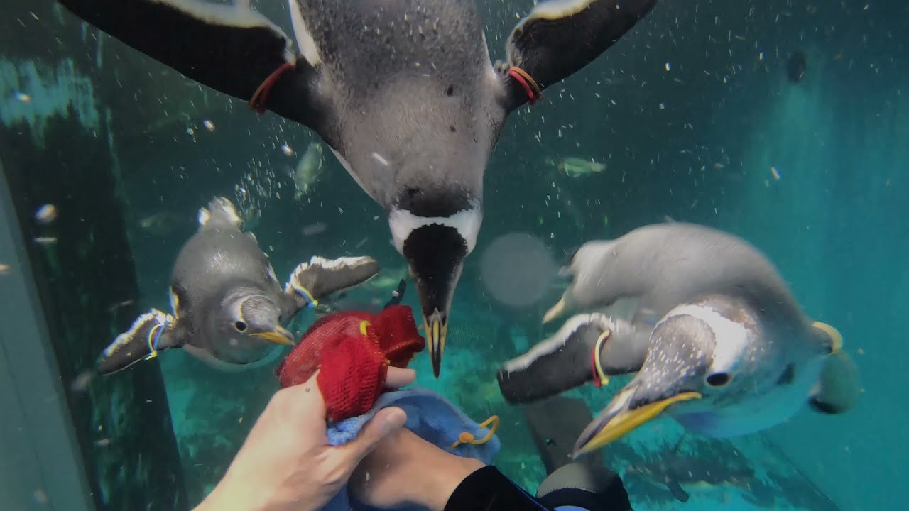 1月号】スマホで見れる！ペンギンたちのお食事タイム！ペンギンと
