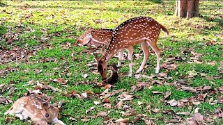 Baby fawn stands up for the first time