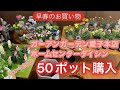 【怒涛の50ポット購入】ガーデンガーデン仙台さん、ダイシンさんでお買い物‼️早春のお花が素晴らしい💓