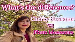 How to tell the difference between Cherry blossoms and Plum blossoms