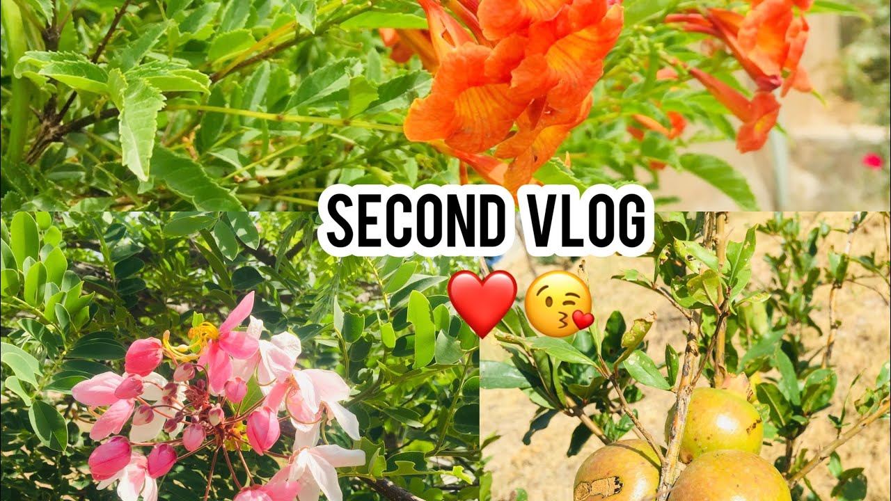 Best indoor Plants Best indoor Plants For Clean Air top 10 indoor