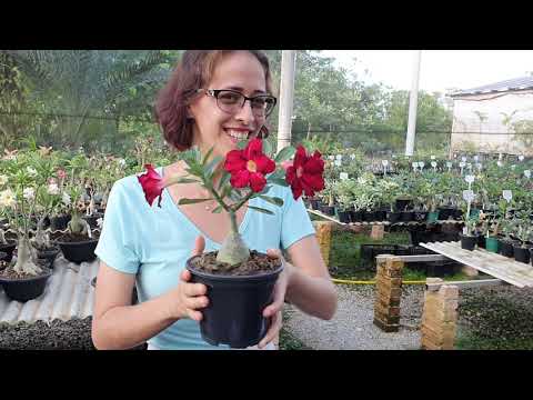 Video: Condiciones de cultivo de trompetas del desierto - ¿Se pueden cultivar trompetas del desierto en los jardines?