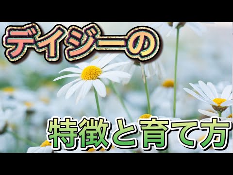 デイジーの種類10選！初心者でも育てやすいおすすめ品種を比較