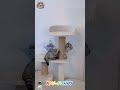 Amazing funny grey kitty shark