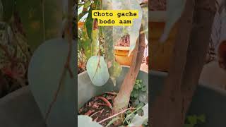 choto gache bodo aam # youtubeshort # shorts # amar bagan # tranding # ranu vlogs