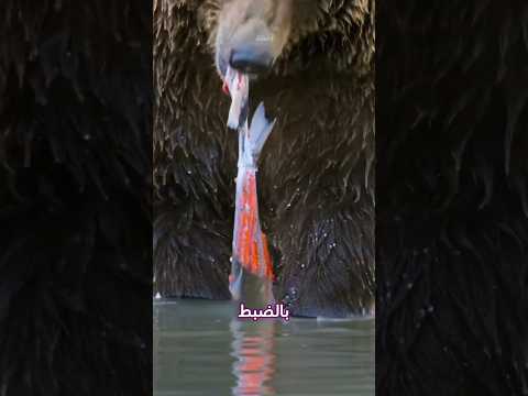 ماذا يكتفي الدب بأكل جلد سمك السلمون ويترك باقيها