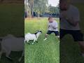 I Literally Got Bullied By A Goat…