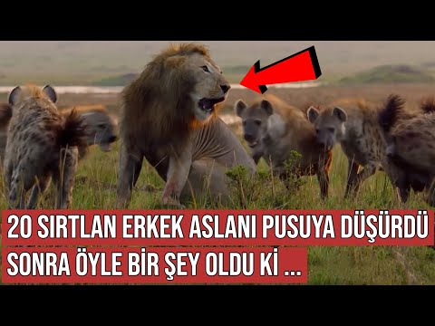 Erkek Aslan 20 Sırtlan Tarafından Pusuya Düşürüldü, Sonra Öyle Bir Şey Oldu ki