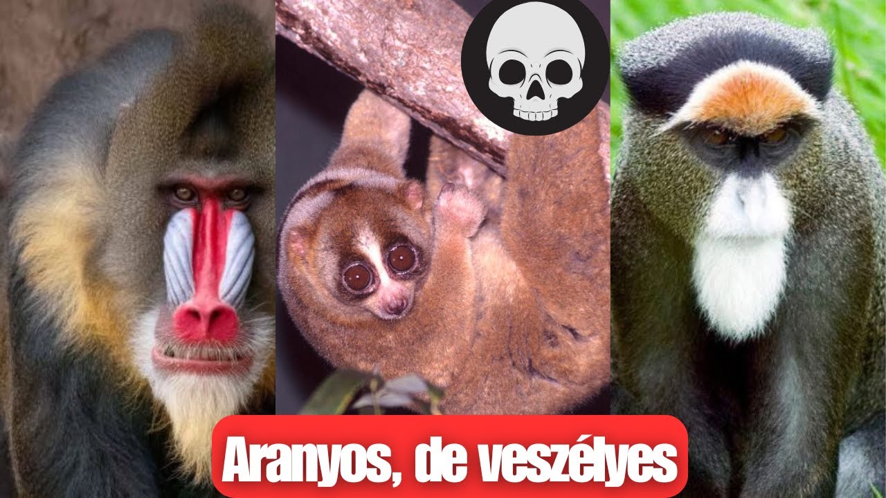 A legfurcsább majmok a Világon. Ritka és különleges fajok bemutatása.