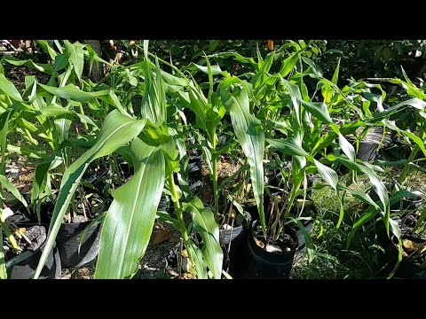 Cara Mudah Tanam Jagung dalam Polibag tepi Rumah |KEDAH MALAYSIA| Growing Corn in Polybag at Home