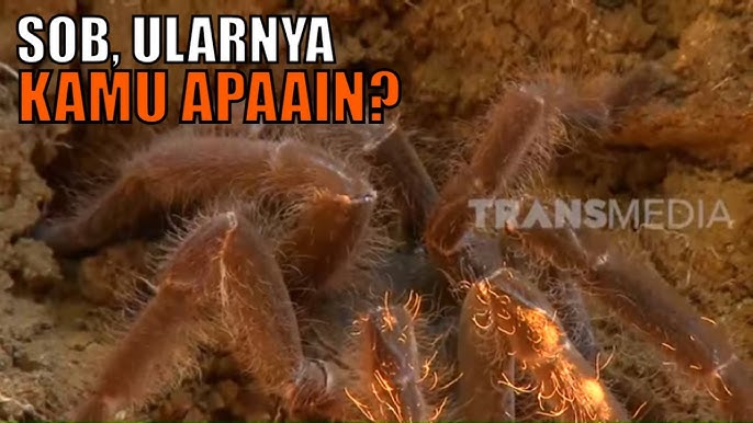 Keti Perrining yalangoch kokraklari haqida video Qiz boshashganida siydi