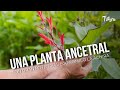 Una planta ancestral con gran potencial economico la achira  - TvAgro por Juan Gonzalo Angel