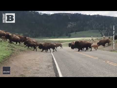 MOO-VE! Huge Bison Herd Guides Dozens of Calves Across Yellowstone Road