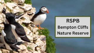 RSPB Bempton Cliffs Nature Reserve - Puffins, Gannets and more!