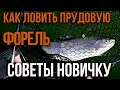 Как ловить прудовую форель, советы новичку