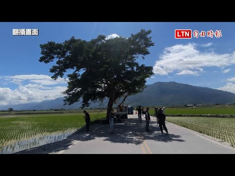 遊客搶拍! 楊柳直撲台東 「金城武樹」再度五花大綁（翻攝畫面）