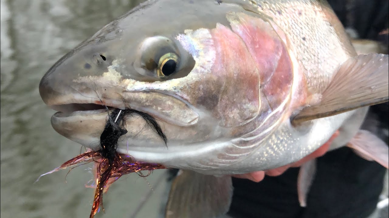 Swinging Flies For Steelhead with The Northern Angler 