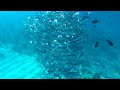 Tornado of Fish! Hanauma Bay Snorkeling, Oahu, Hawaii.