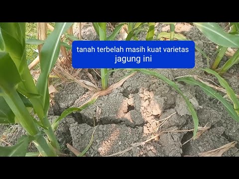 Jagung Musim Kemarau