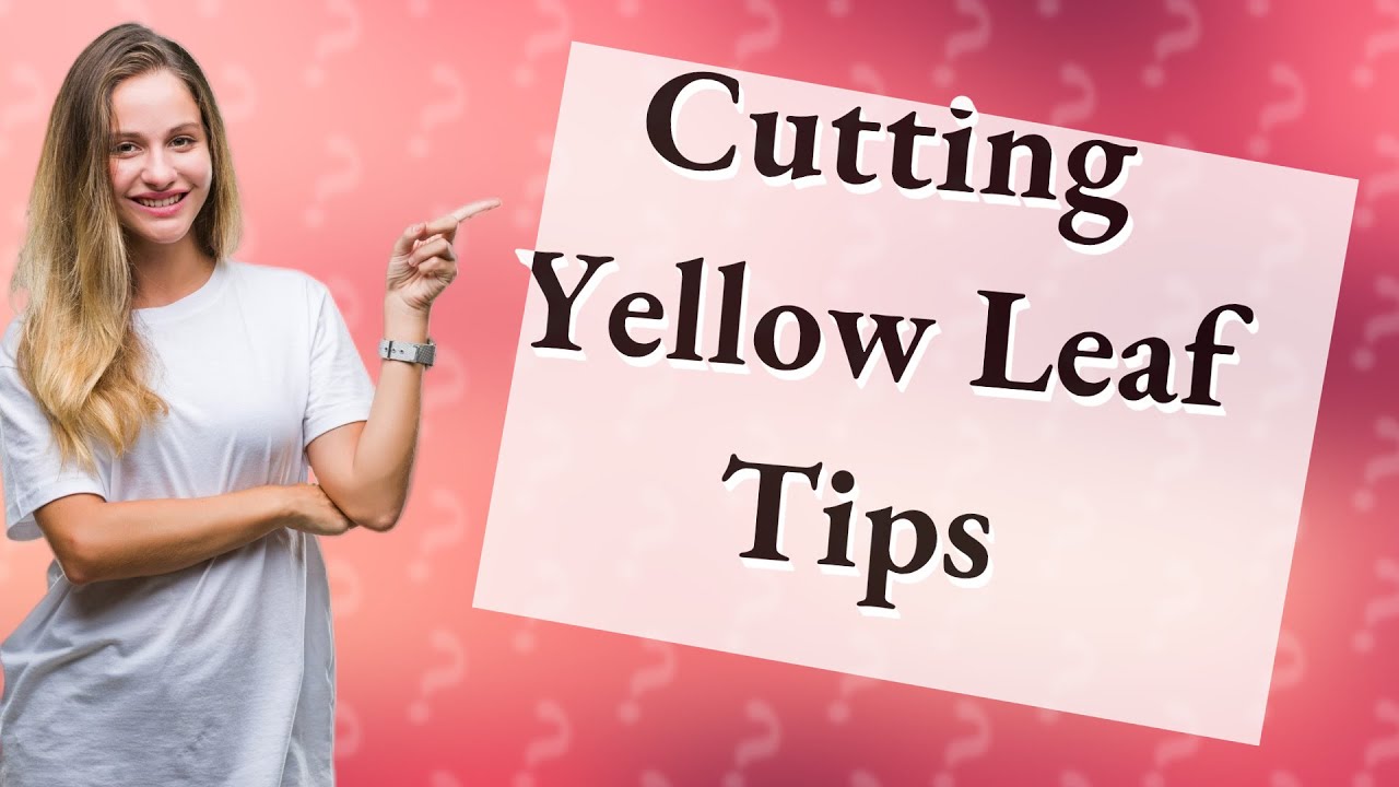 Should I cut off yellow leaf tips? YouTube