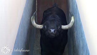 Apartado y Embarque de los Toros Bravos para Aire sur l'Adour Francia 2021 screenshot 3