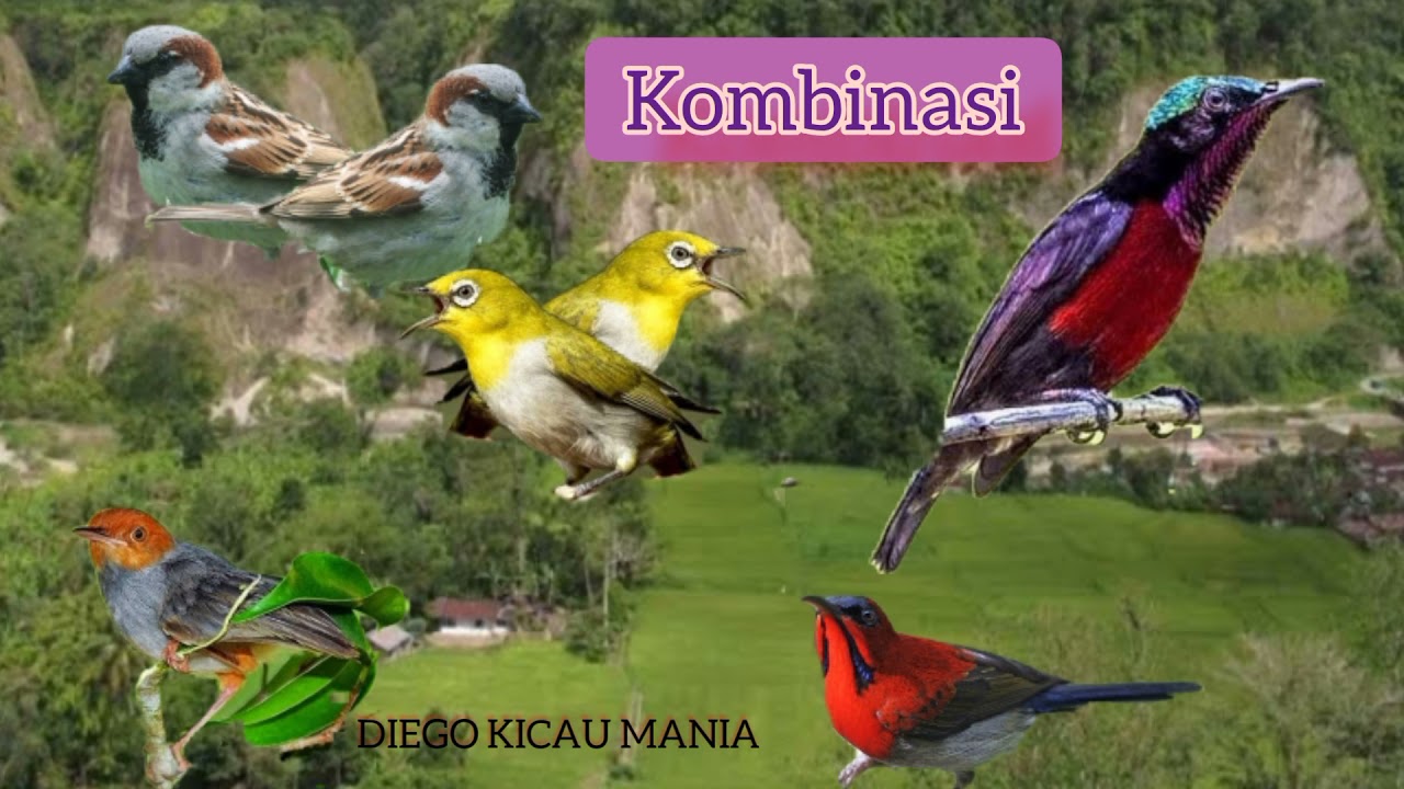 Kombinasi suara air jernih dan 5 suara burung kecil || cocok buat terapi
