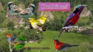 Download Lagu Kombinasi suara air jernih dan 5 suara burung kecil || cocok buat terapi MP3