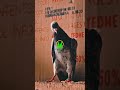 ANANTNAG PIGEONS #trending #video #reels #amazing #vlogs #highlights #new #world #new #youtubeshorts