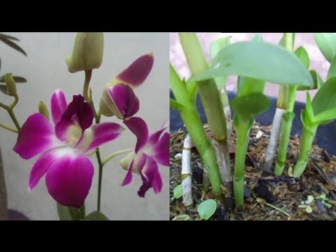 Video: Maklumat Redbud Pansy Hutan: Apakah Pokok Pansy Hutan