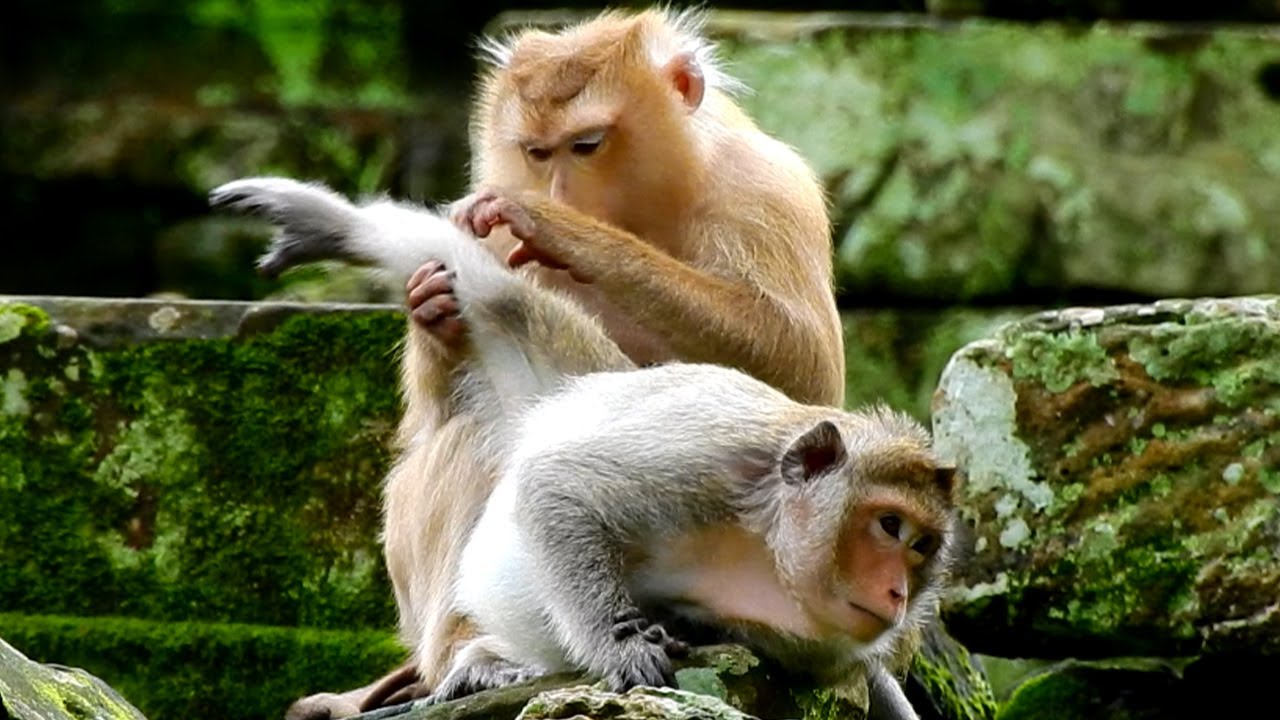 Very Activity.. Rose Monkey Be Kind Hard Groom Other To Protect Brady Monkey From Stealing.