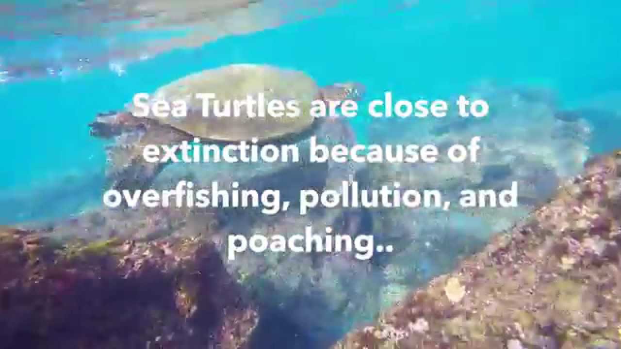 Jaws & Paws: Green Sea Turtle Conservation