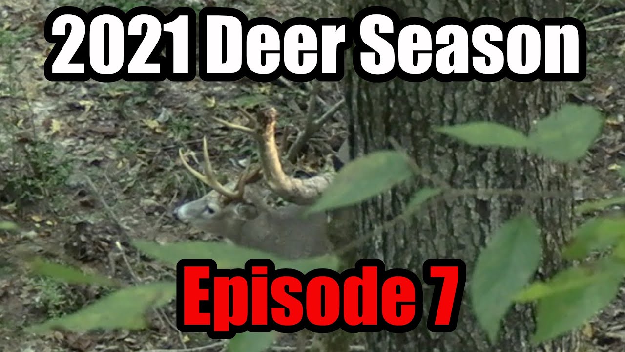 BIG 8 Point! Bowhunting Creek Bottoms in How Long Before a